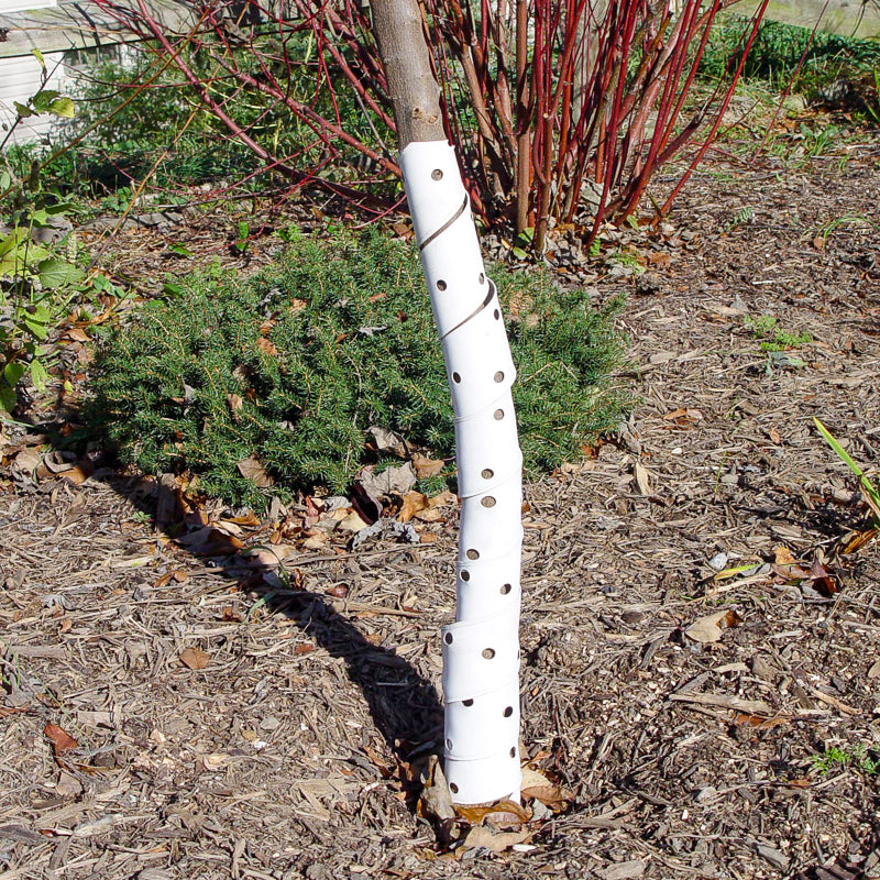Spiral Tree Guard – Flying Creek Trees