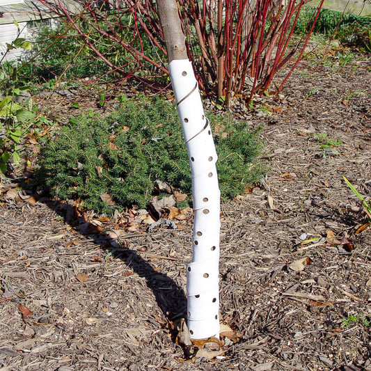 Spiral Tree Guards