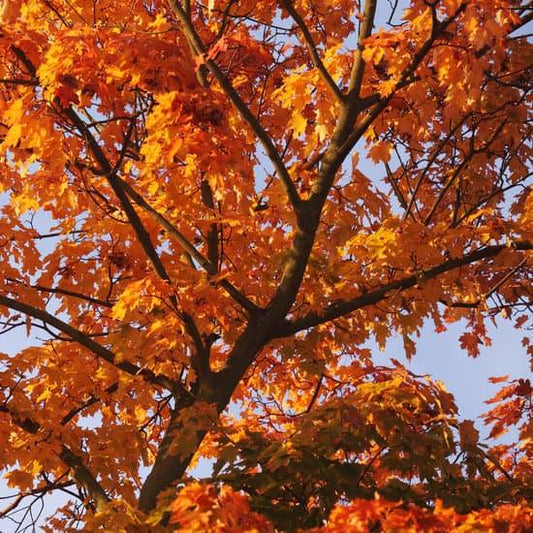 Manitoba Maple tree available at Flying Creek Trees in Regina