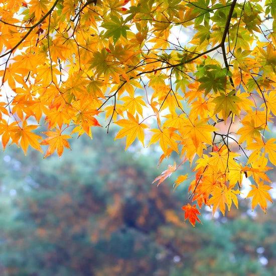 Manitoba Maple tree available at Flying Creek Trees in Regina