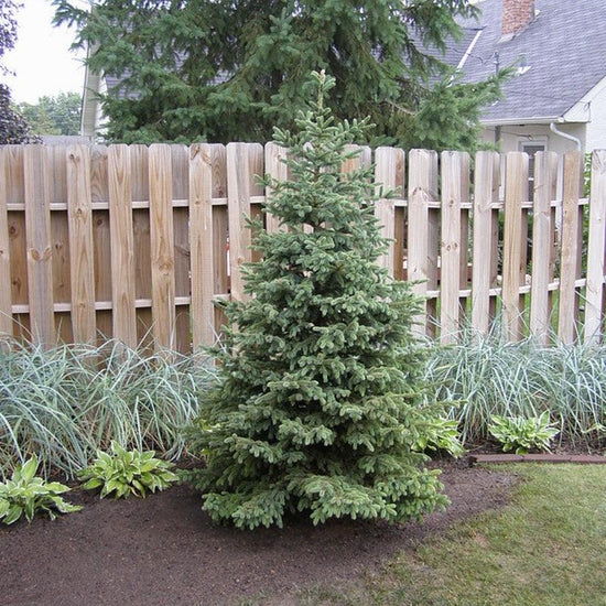 Black Hills Spruce - Flying Creek Trees