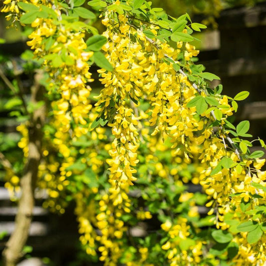 Caragana seedlings available at Flying Creek Trees in Regina