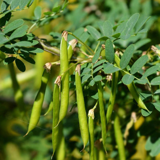 Caragana shrub available at Flying Creek Trees in Regina