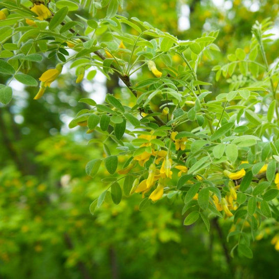 Caragana shrub available at Flying Creek Trees in Regina