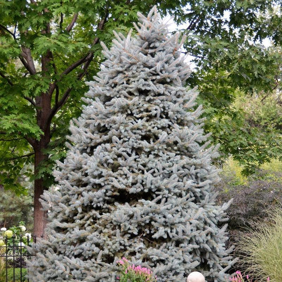 Colorado Blue Spruce - Flying Creek Trees