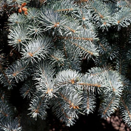 Colorado Baby Blue Spruce tree available at Flying Creek Trees in Regina