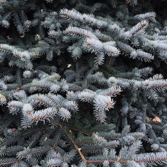Colorado Baby Blue Spruce tree available at Flying Creek Trees in Regina