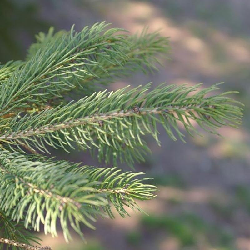 Hybrid White Spruce - Flying Creek Trees