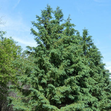 Hybrid White Spruce - Flying Creek Trees