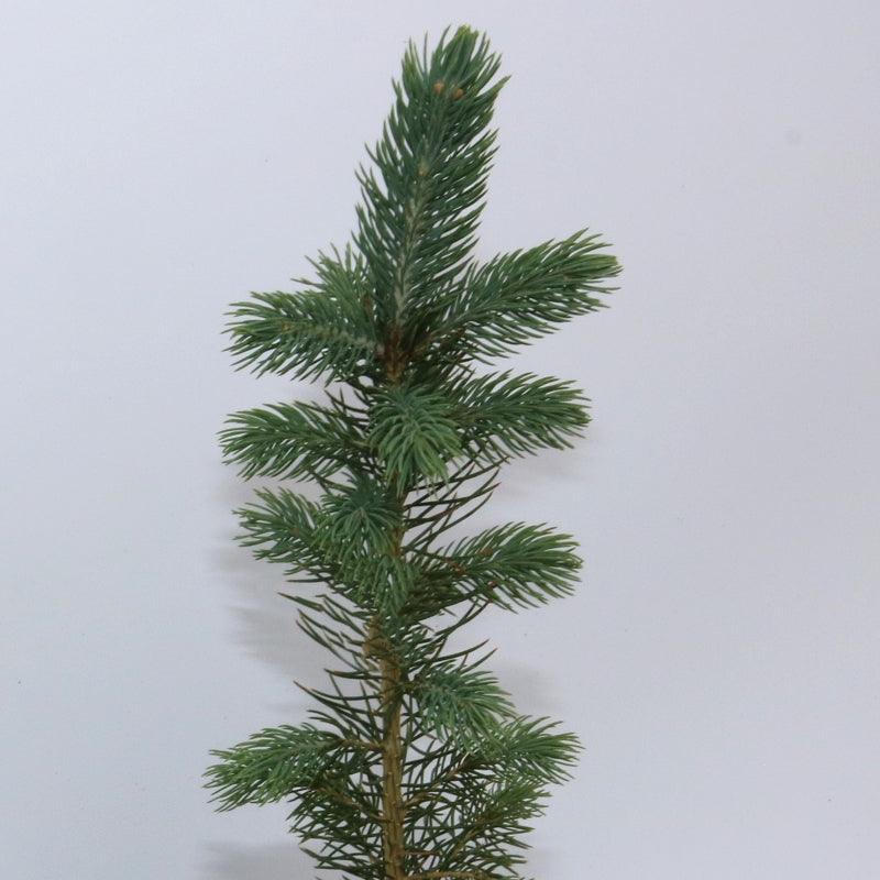 Hybrid White Spruce - Flying Creek Trees