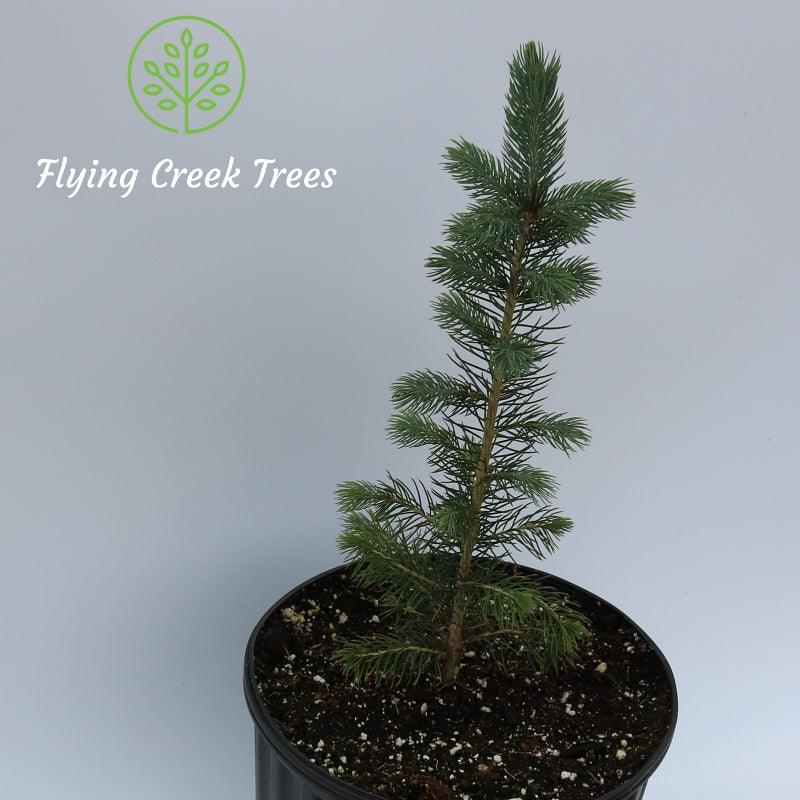 Hybrid White Spruce - Flying Creek Trees