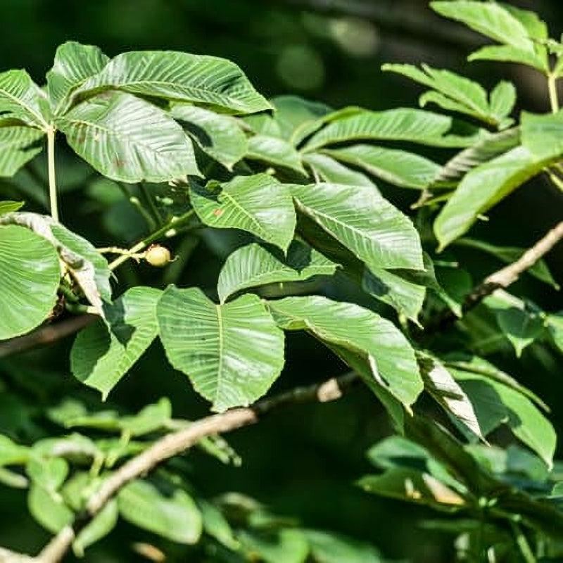 Ohio Buckeye tree available at Flying Creek Trees in Regina