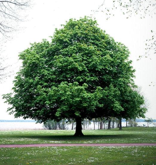 Ohio Buckeye tree available at Flying Creek Trees in Regina
