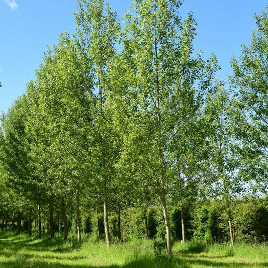 Okanese Poplar seedlings available at Flying Creek Trees in Regina