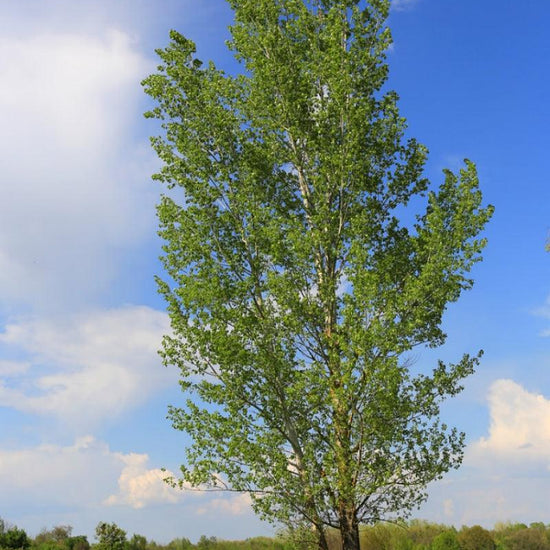 Prairie Sky Poplar tree available at Flying Creek Trees in Regina