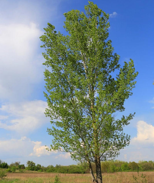 Prairie Sky Poplar tree available at Flying Creek Trees in Regina