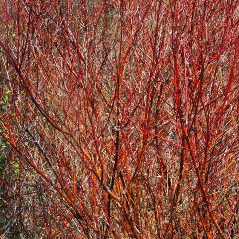 Red Osier Dogwood shrub available at Flying Creek Trees in Regina
