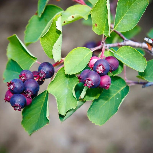 Saskatoon Northline Shrub available at Flying Creek Trees in Regina