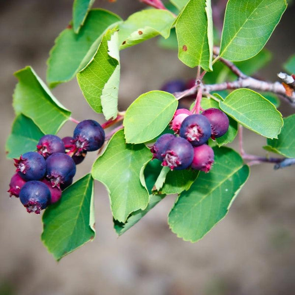 Saskatoon Northline Shrub available at Flying Creek Trees in Regina