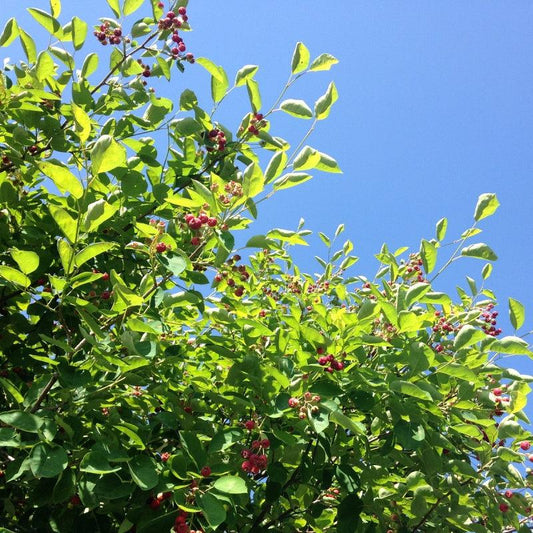 Saskatoon Northline Shrub available at Flying Creek Trees in Regina