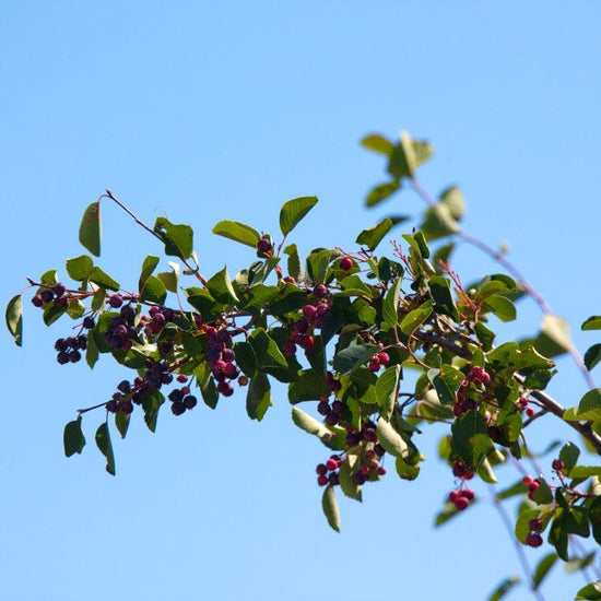 Saskatoon Northline Shrub available at Flying Creek Trees in Regina