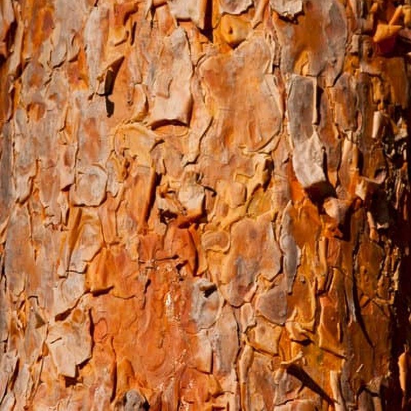 Scots Pine tree available at Flying Creek Trees in Regina