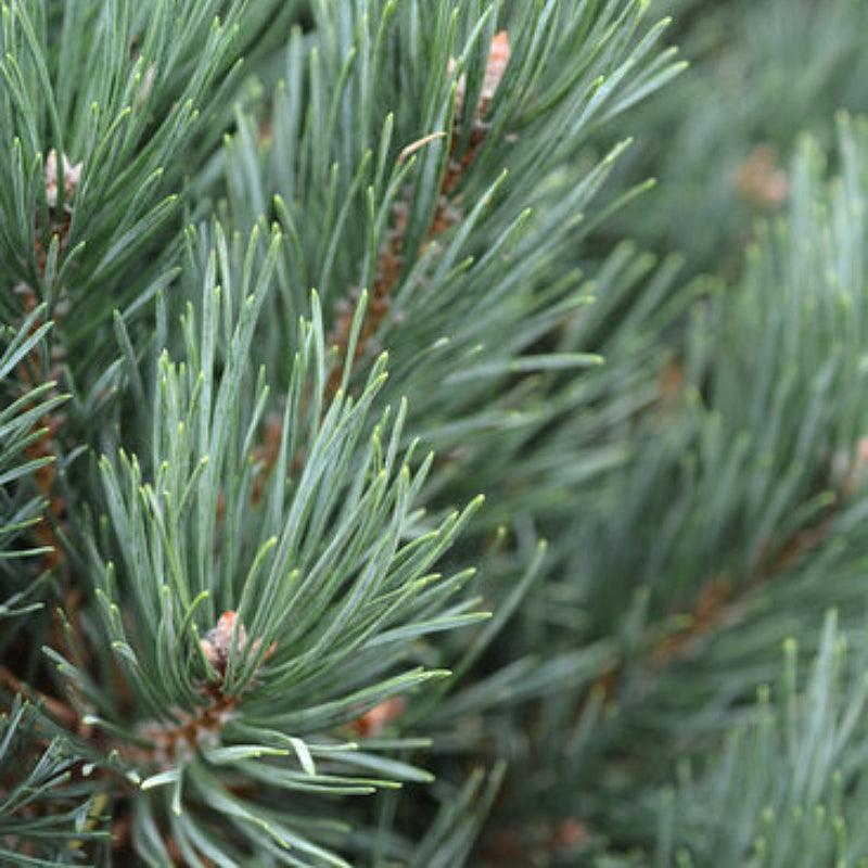 Scots Pine tree available at Flying Creek Trees in Regina