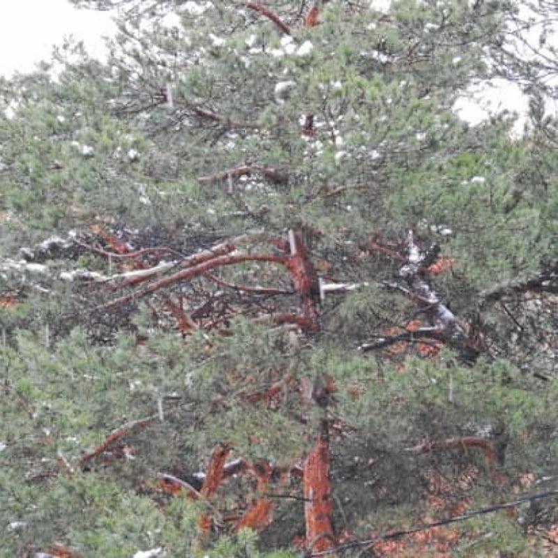 Scots Pine trees available at Flying Creek Trees in Regina