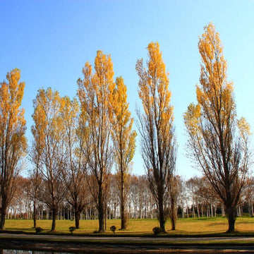 Sundancer Poplar trees available at Flying Creek Trees in Regina