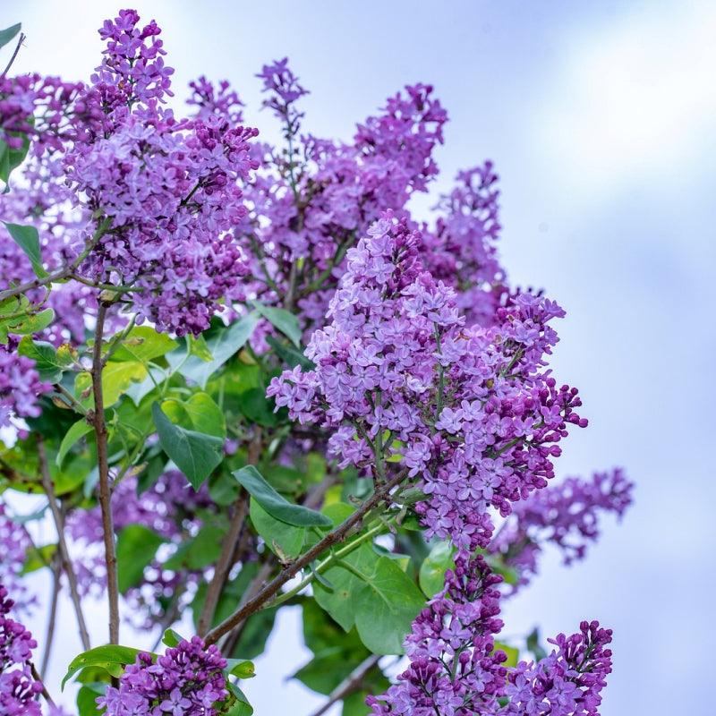 Common Lilac seedlings available at Flying Creek Trees in Regina