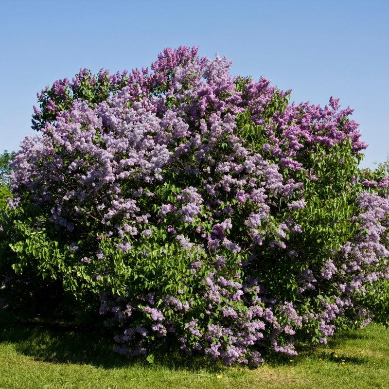 Shrubs for Windbreaks & Landscaping | Cold-Hardy & Native Shrubs
